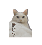 白猫 小梅ちゃん（個別スタンプ：16）