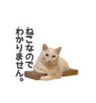 白猫 小梅ちゃん（個別スタンプ：17）