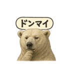 CS✨シロクマ詰め合わせ（個別スタンプ：1）