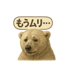 CS✨シロクマ詰め合わせ（個別スタンプ：11）