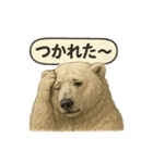 CS✨シロクマ詰め合わせ（個別スタンプ：12）