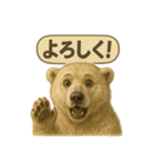 CS✨シロクマ詰め合わせ（個別スタンプ：34）