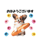 かわいいパピヨンの犬スタンプ3（個別スタンプ：1）