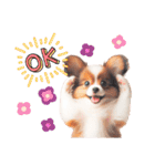 かわいいパピヨンの犬スタンプ3（個別スタンプ：6）