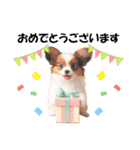 かわいいパピヨンの犬スタンプ3（個別スタンプ：16）