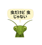 CS✨カマスタ！（個別スタンプ：21）