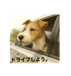 ちょっとリアルなワイヤーフォックステリア（個別スタンプ：20）