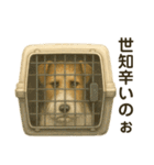 ちょっとリアルなワイヤーフォックステリア（個別スタンプ：22）