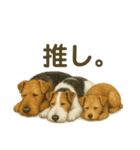 ちょっとリアルなワイヤーフォックステリア（個別スタンプ：38）