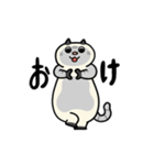 ぽっちゃり猫のしゃむさん（個別スタンプ：8）
