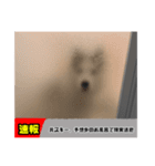 シベリアンハスキーのまめ(使いにくい)（個別スタンプ：12）