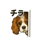 キャバリア きなこver.2（個別スタンプ：1）
