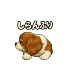 キャバリア きなこver.2（個別スタンプ：2）