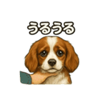 キャバリア きなこver.2（個別スタンプ：5）