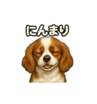 キャバリア きなこver.2（個別スタンプ：6）