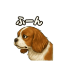 キャバリア きなこver.2（個別スタンプ：9）