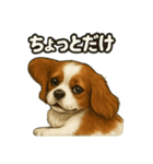 キャバリア きなこver.2（個別スタンプ：12）