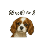 キャバリア きなこver.2（個別スタンプ：13）