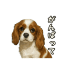 キャバリア きなこver.2（個別スタンプ：14）