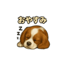 キャバリア きなこver.2（個別スタンプ：17）
