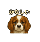 キャバリア きなこver.2（個別スタンプ：23）
