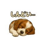 キャバリア きなこver.2（個別スタンプ：24）
