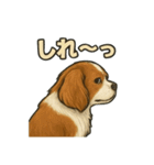 キャバリア きなこver.2（個別スタンプ：34）