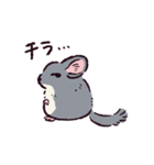 チンチラです。（個別スタンプ：9）