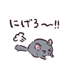 チンチラです。（個別スタンプ：12）