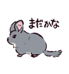 チンチラです。（個別スタンプ：17）