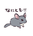 チンチラです。（個別スタンプ：31）