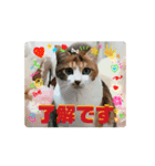 面白うごく猫スタンプ♡ゆるっと敬語♡（個別スタンプ：6）