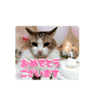 面白うごく猫スタンプ♡ゆるっと敬語♡（個別スタンプ：8）