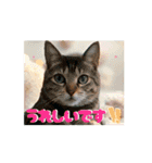 面白うごく猫スタンプ♡ゆるっと敬語♡（個別スタンプ：15）