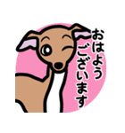 【レッド4】1年中使えるイタグレのスタンプ（個別スタンプ：1）