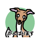 【レッド4】1年中使えるイタグレのスタンプ（個別スタンプ：11）