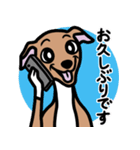 【レッド4】1年中使えるイタグレのスタンプ（個別スタンプ：17）