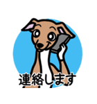【レッド4】1年中使えるイタグレのスタンプ（個別スタンプ：24）