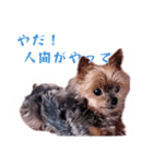 全SMDが否定するスタンプ（個別スタンプ：37）