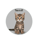 子猫の一言イラスト編-1（個別スタンプ：18）