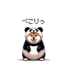 ふとっちょ柴犬のパンダフルライフ2（個別スタンプ：4）