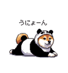 ふとっちょ柴犬のパンダフルライフ2（個別スタンプ：7）