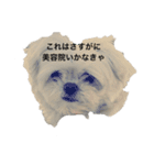 呟く！まるちわわちゃん（個別スタンプ：4）