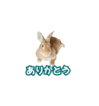 うちのパンちゃん0826（個別スタンプ：1）