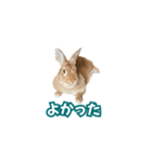 うちのパンちゃん0826（個別スタンプ：2）