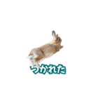 うちのパンちゃん0826（個別スタンプ：4）