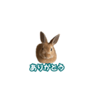 うちのパンちゃん0826（個別スタンプ：16）