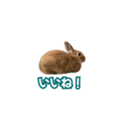 うちのパンちゃん0826（個別スタンプ：24）
