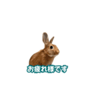 うちのパンちゃん0826（個別スタンプ：26）