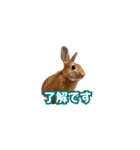 うちのパンちゃん0826（個別スタンプ：27）